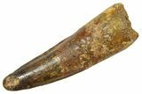 Fossil Spinosaurus Tooth - Real Dinosaur Tooth #363470-1